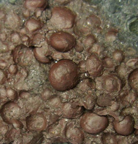 Chamosite