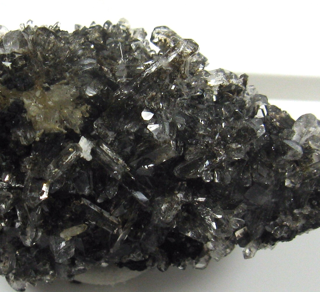 Creedite