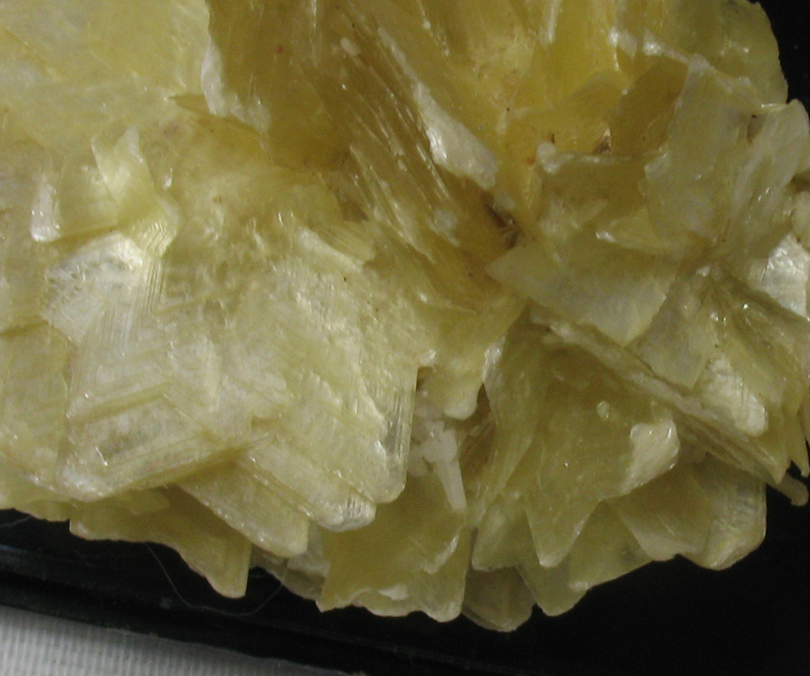 Muscovite