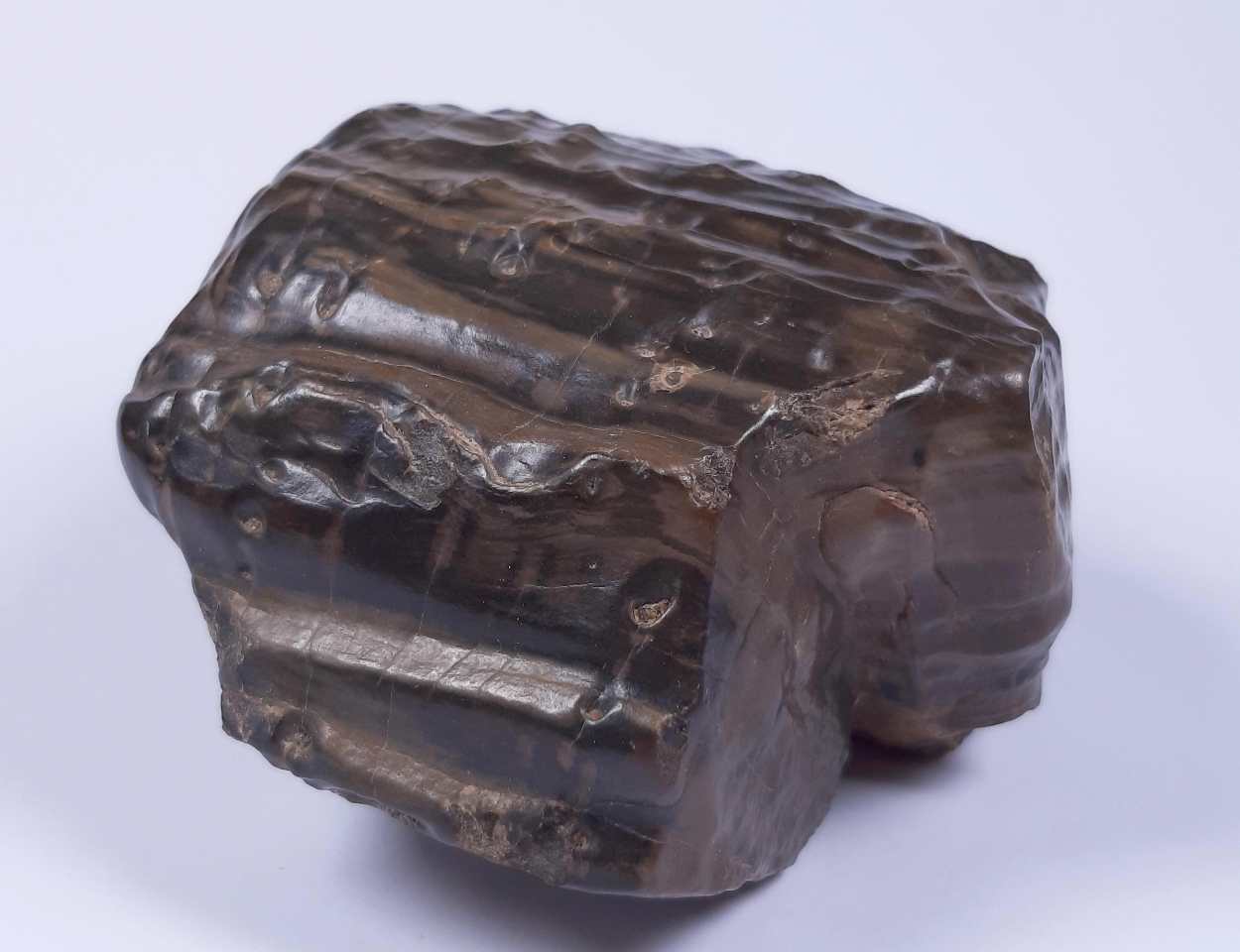 Petrified Wood