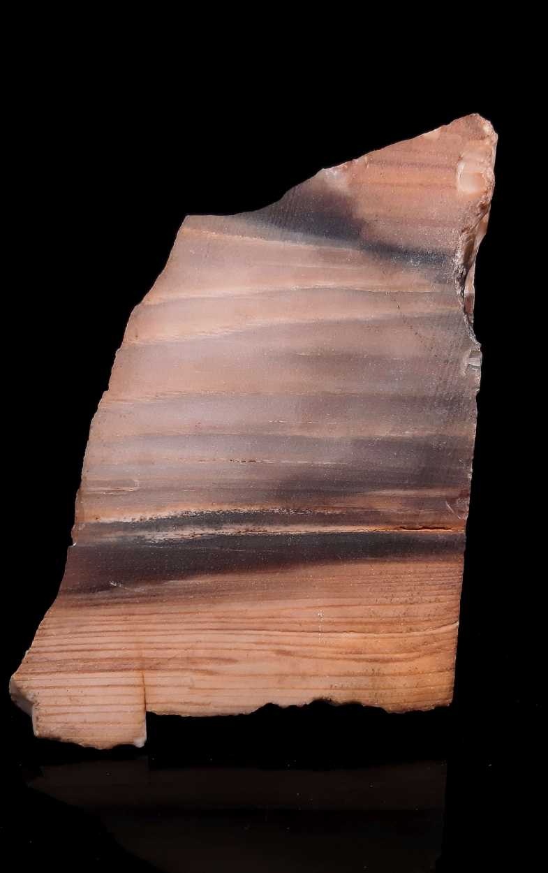 Petrified Wood