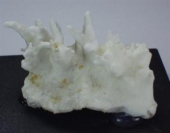 Aragonite Var Flos Ferri