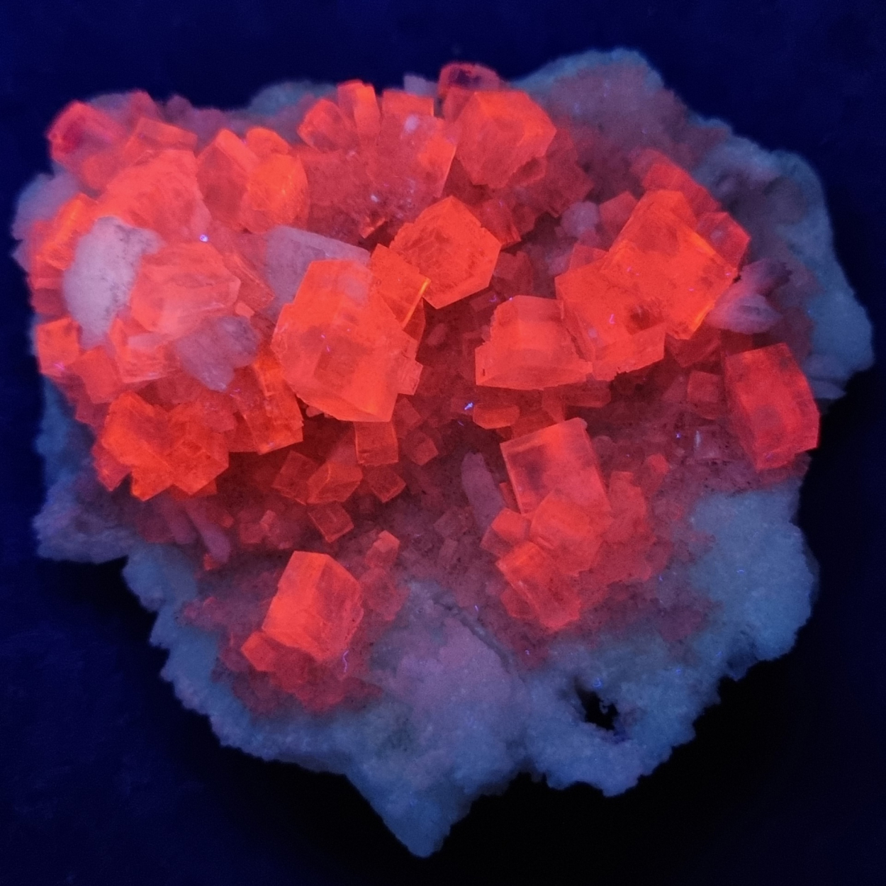 Leonite
