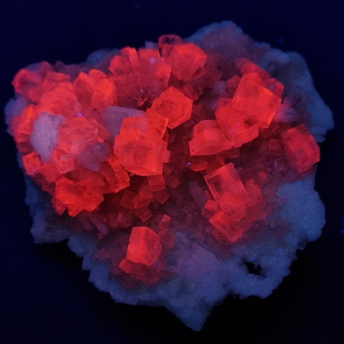 Leonite