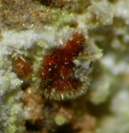 Cobaltarthurite