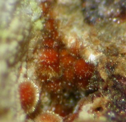 Cobaltarthurite