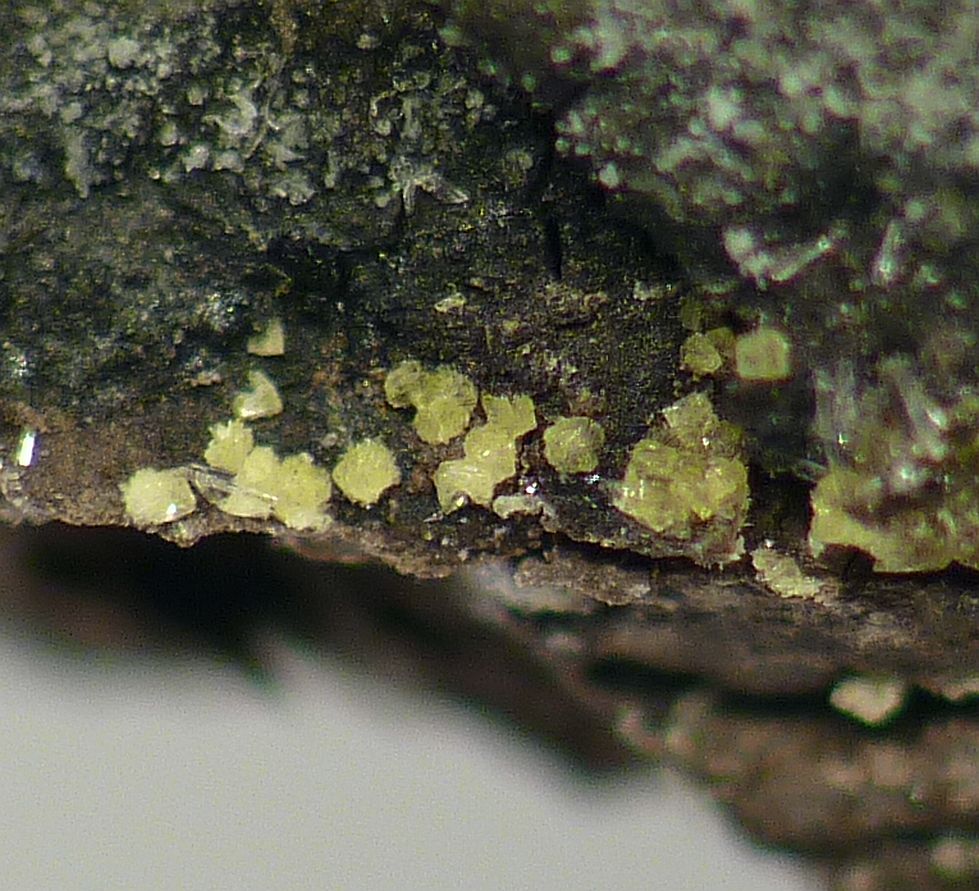 Chernikovite