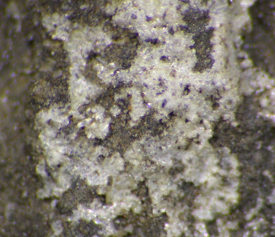 Znucalite