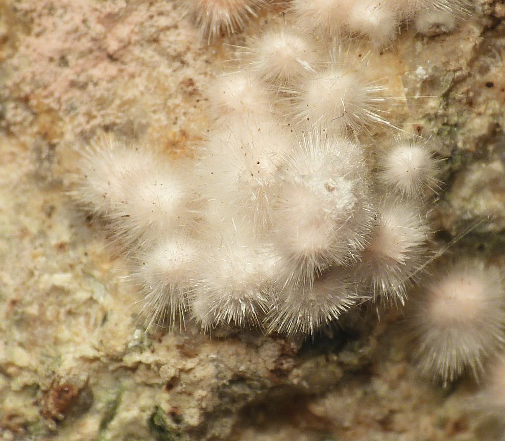 Picropharmacolite