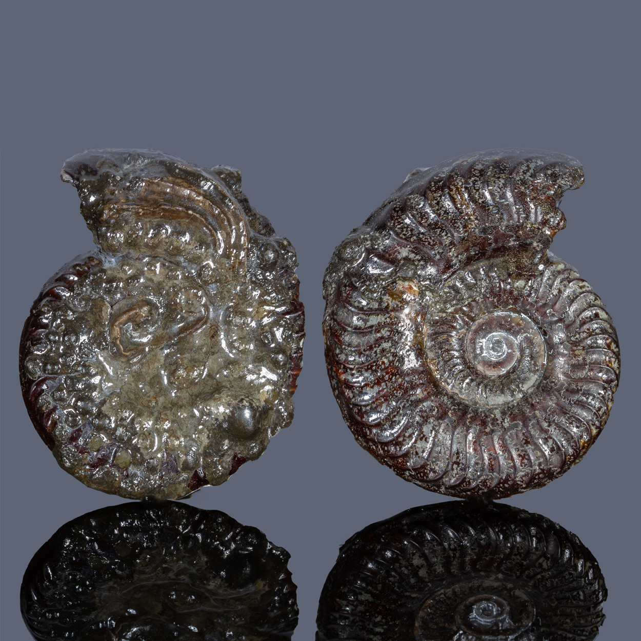 Pyritised Ammonite