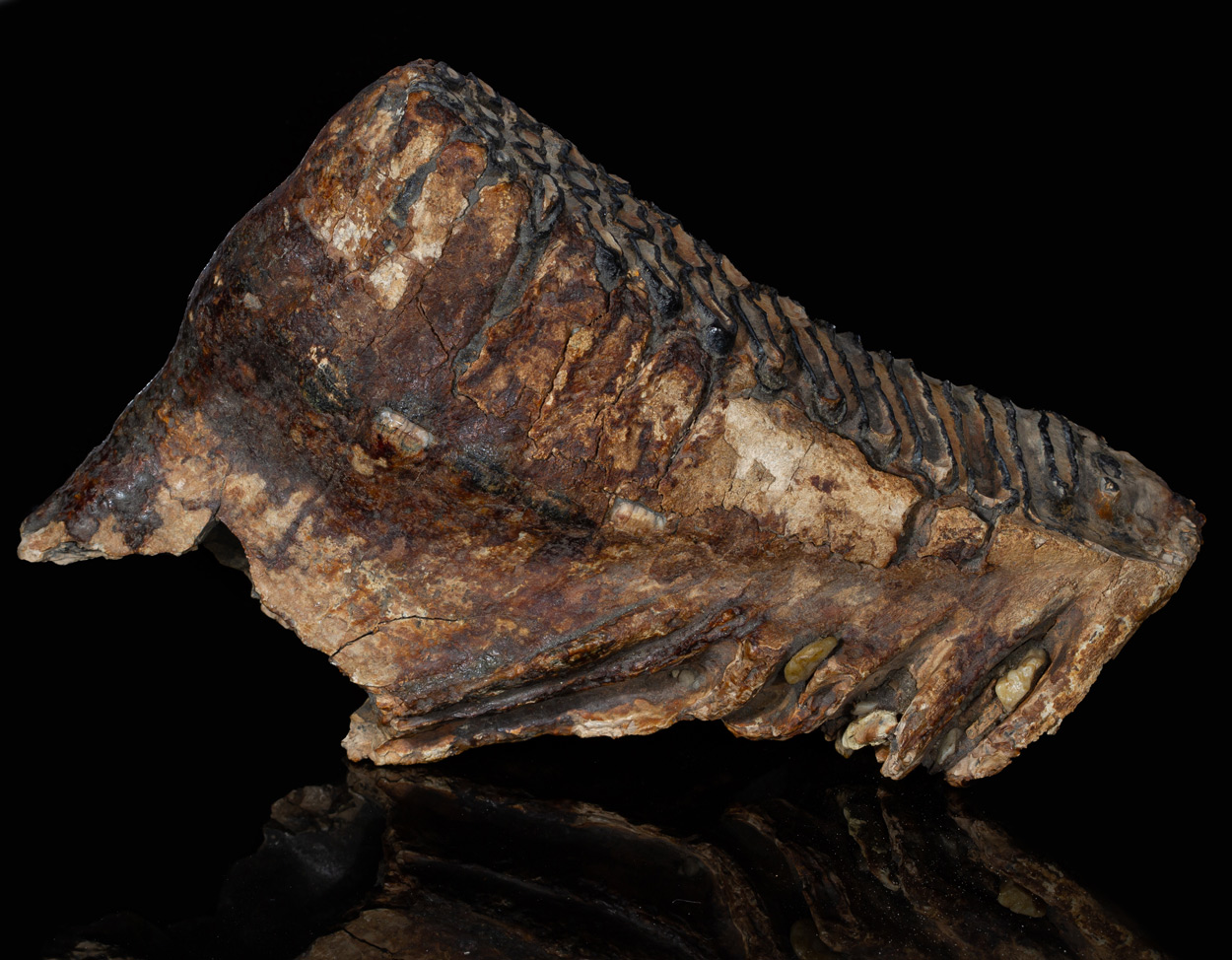 Fossil Tooth