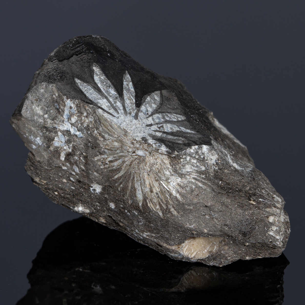 Celestine Var Chrysanthemum Stone