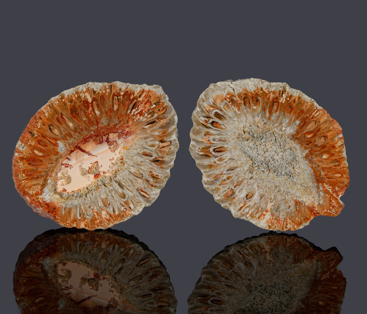 Fossil Araucaria Mirabilis