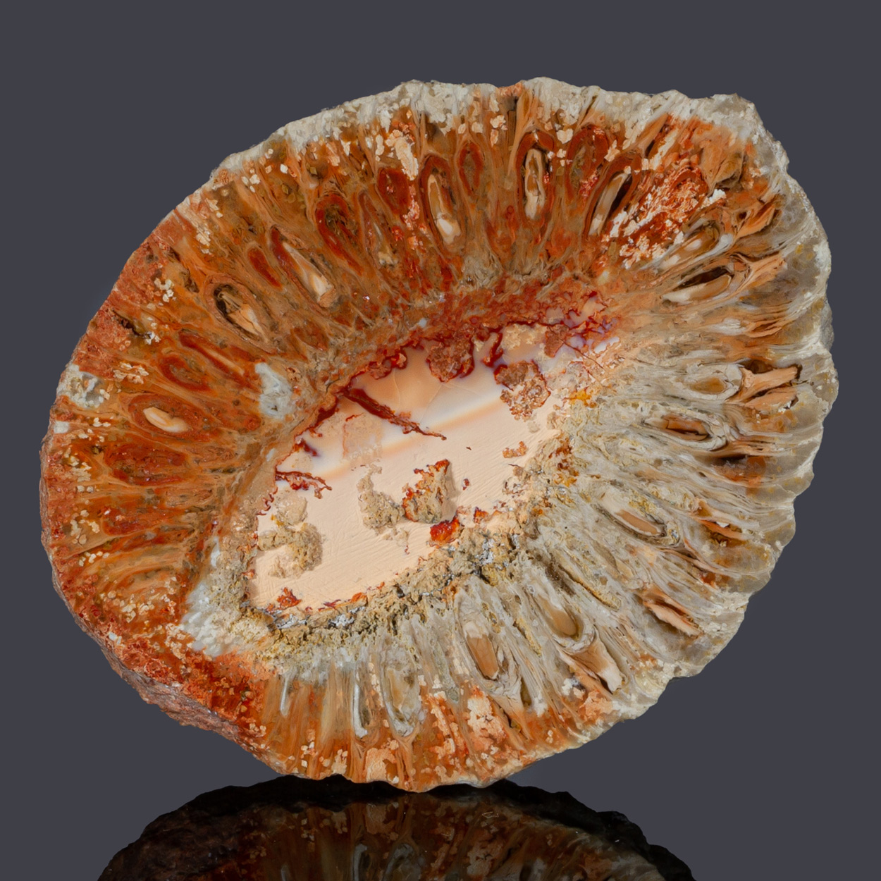 Fossil Araucaria Mirabilis