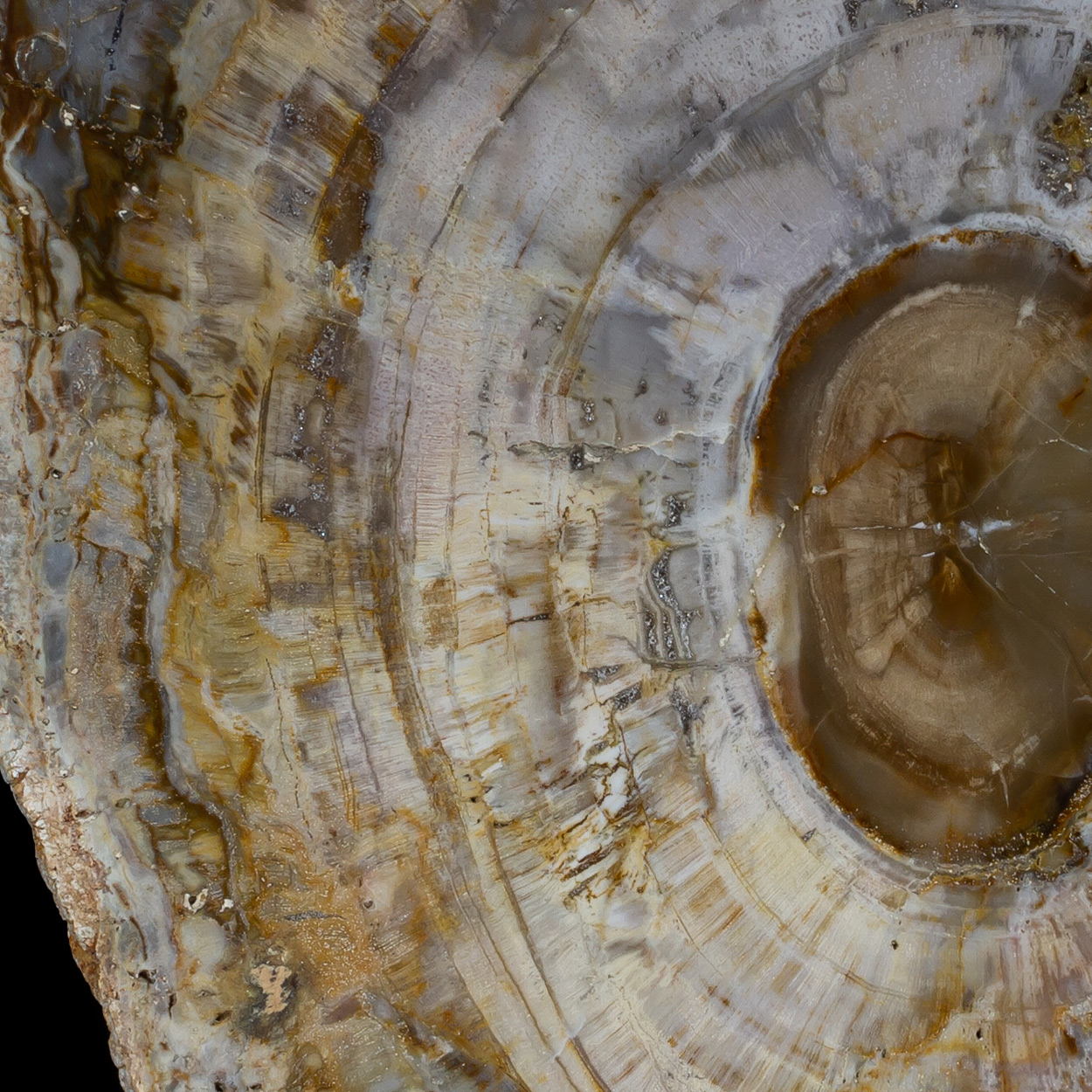 Petrified Wood