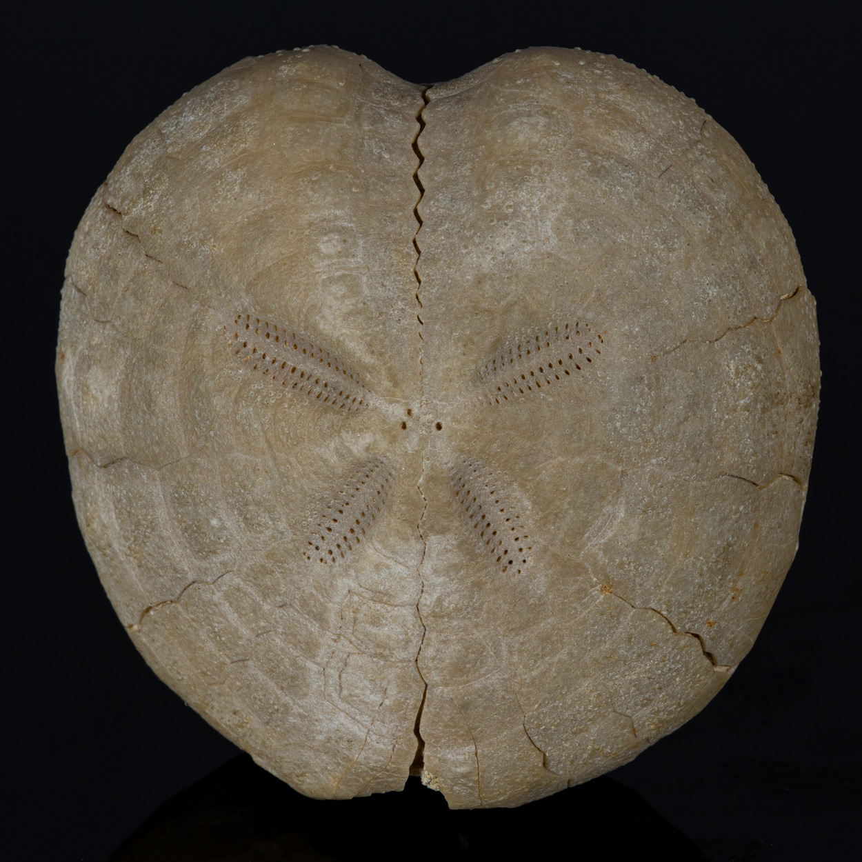 Fossil Sea Urchin
