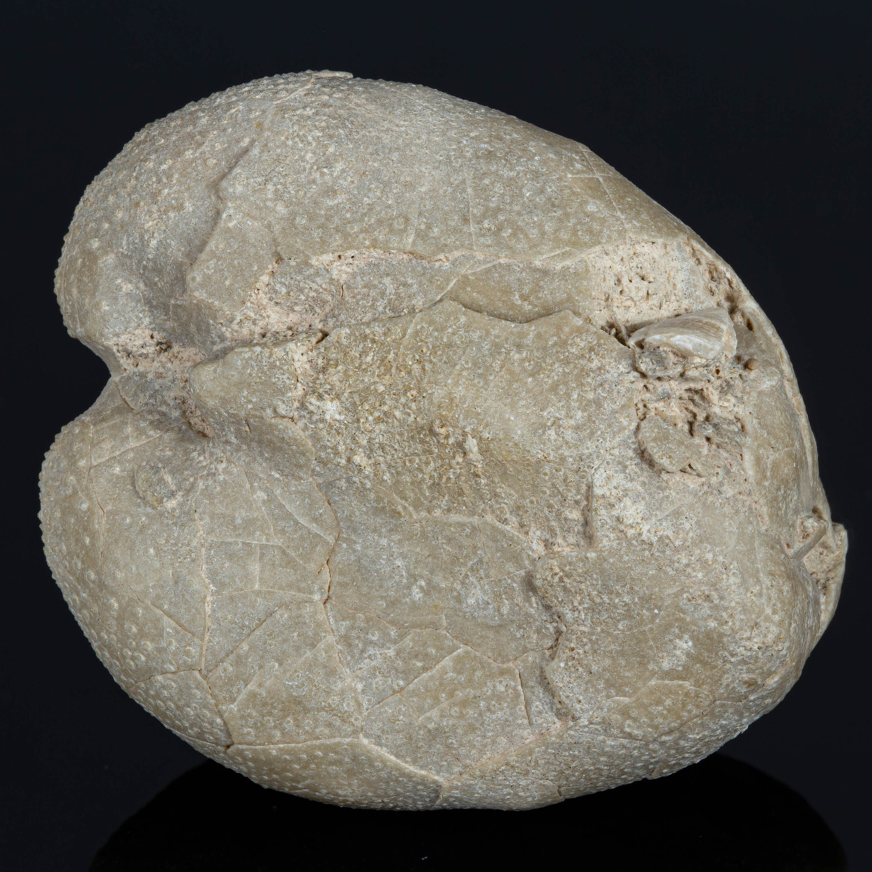 Fossil Sea Urchin