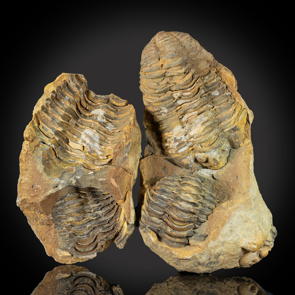 Fossil Trilobite