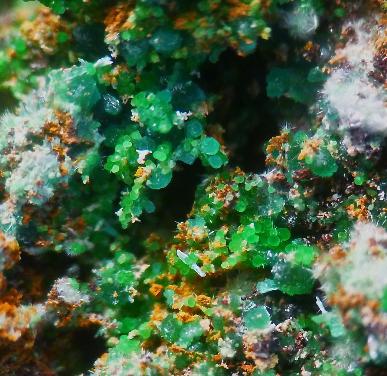 Cuprian Adamite Conichalcite & Zálesíite