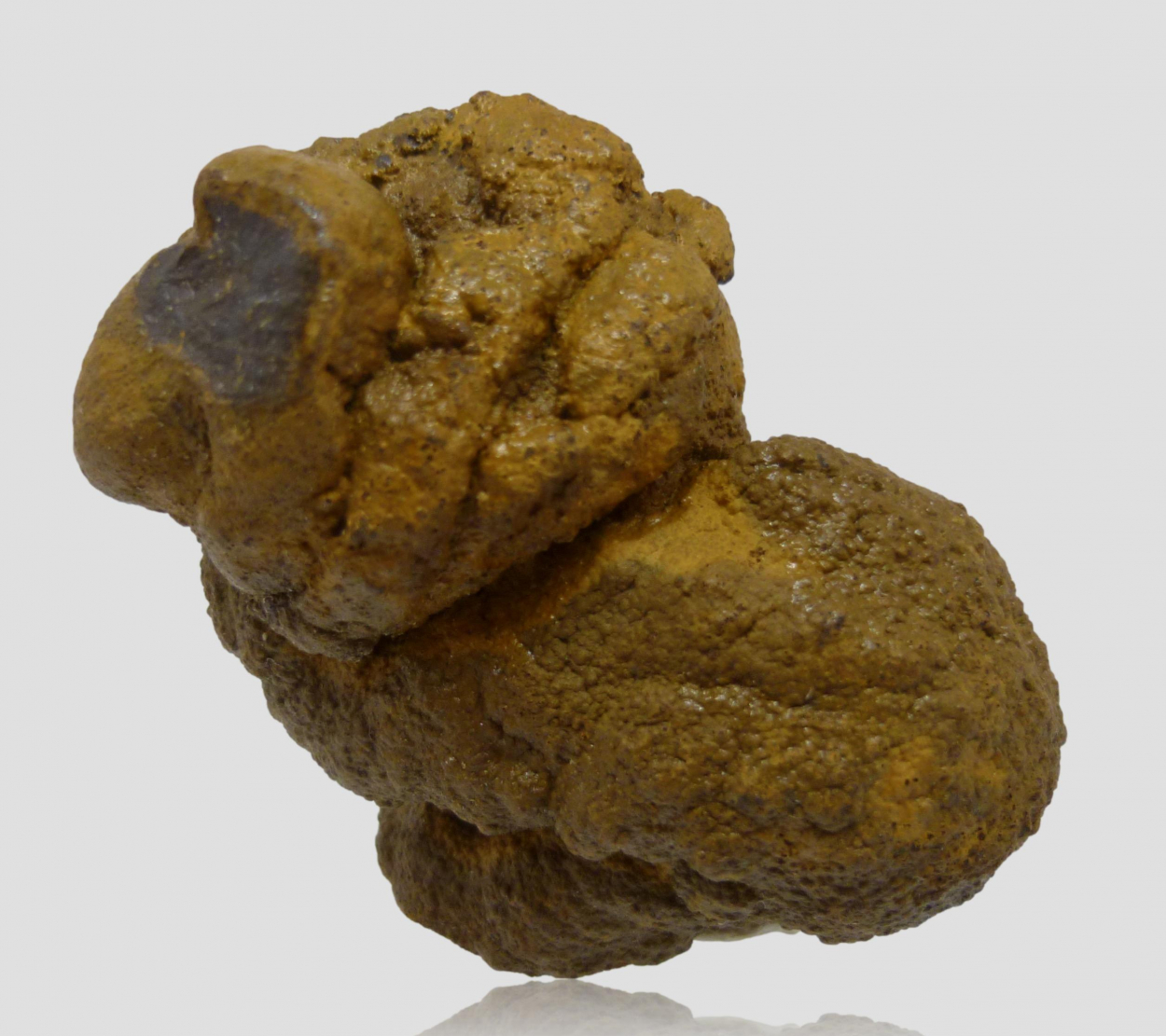 Coprolite