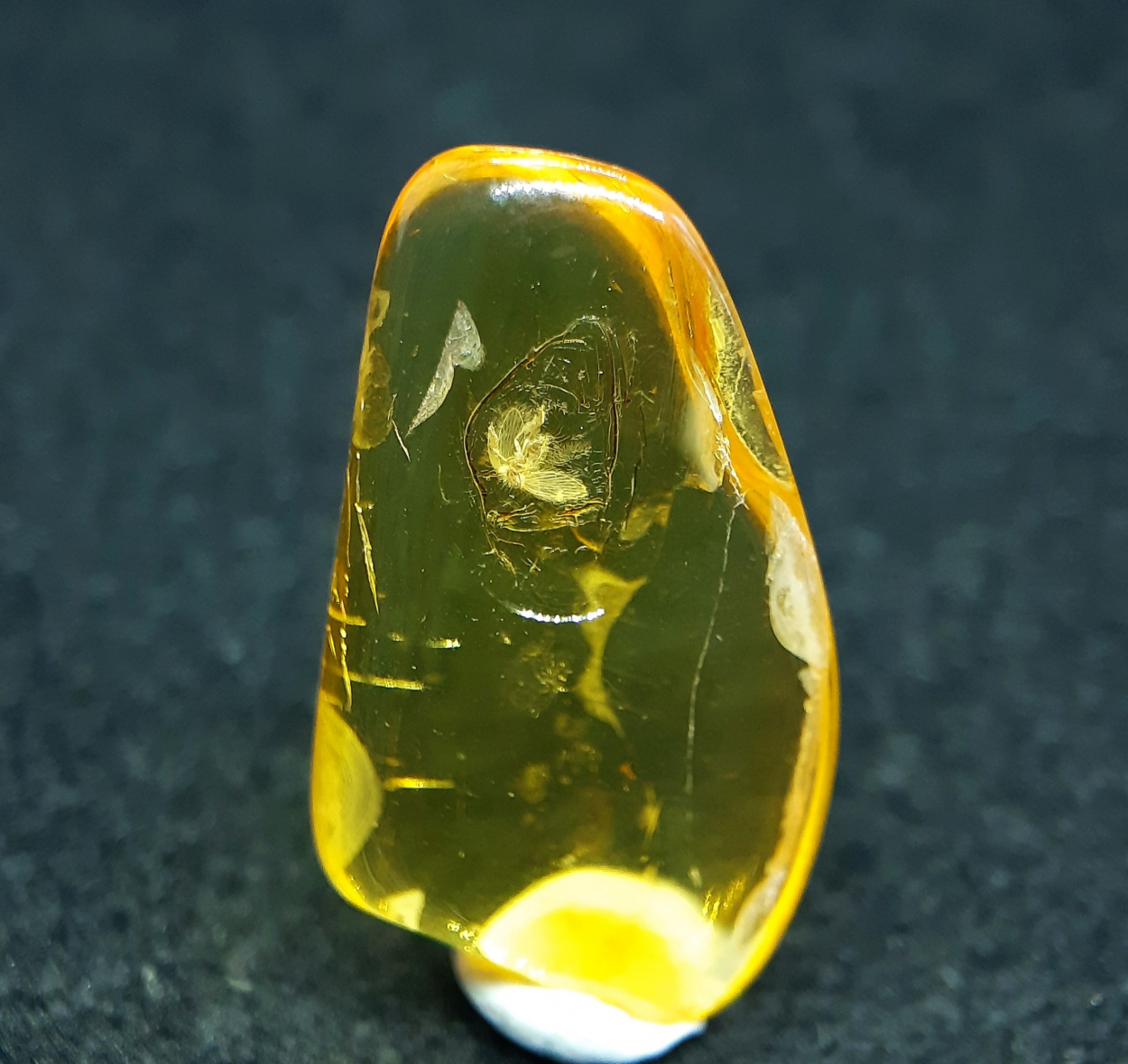 Amber With Insect