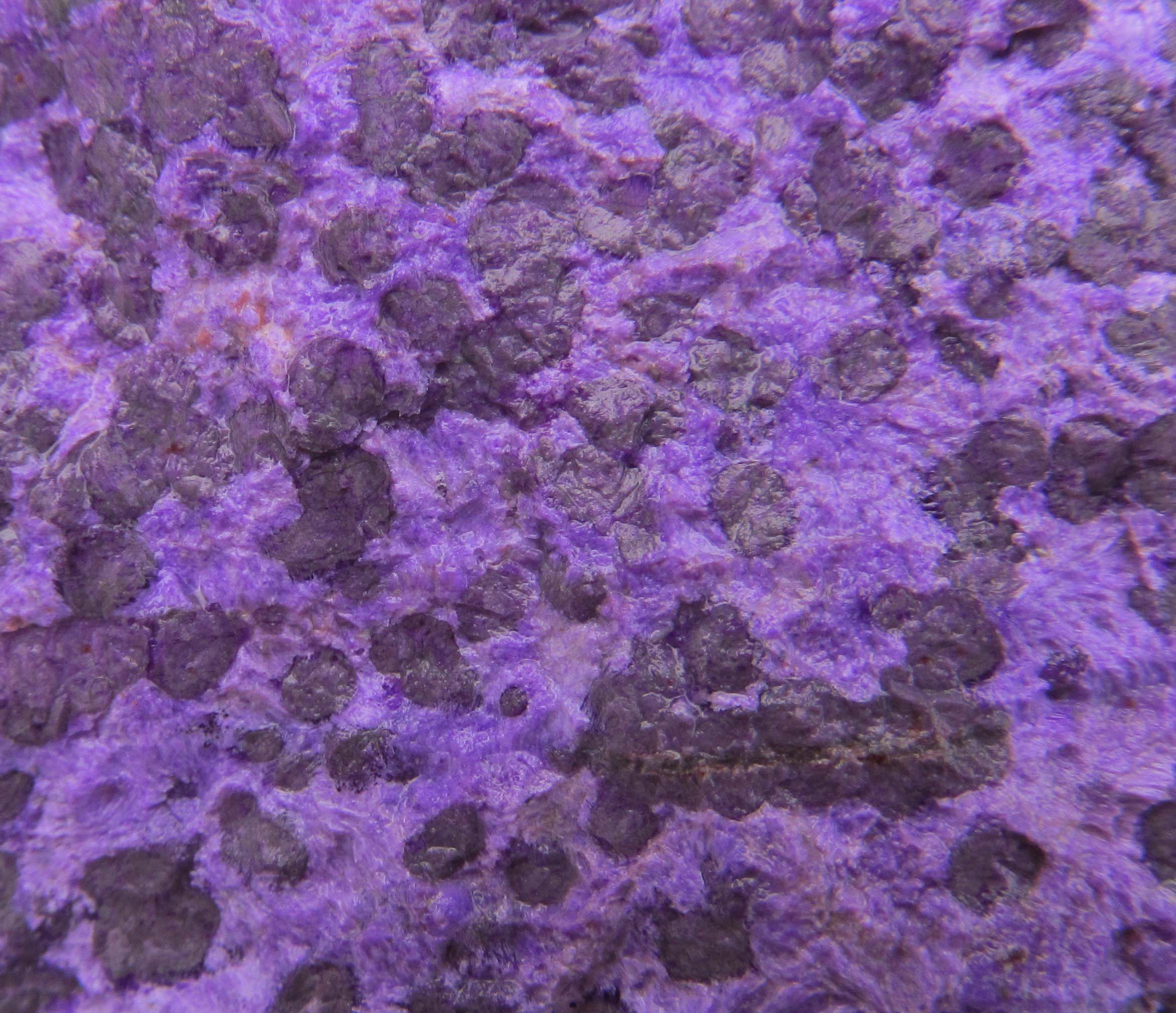 Orbicular Sugilite