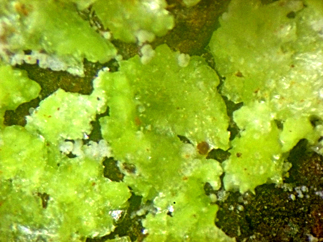 Montgomeryite