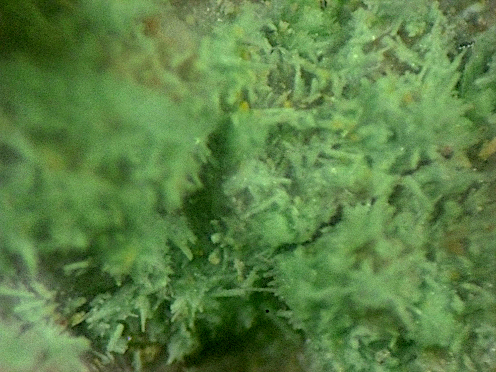 Palmierite