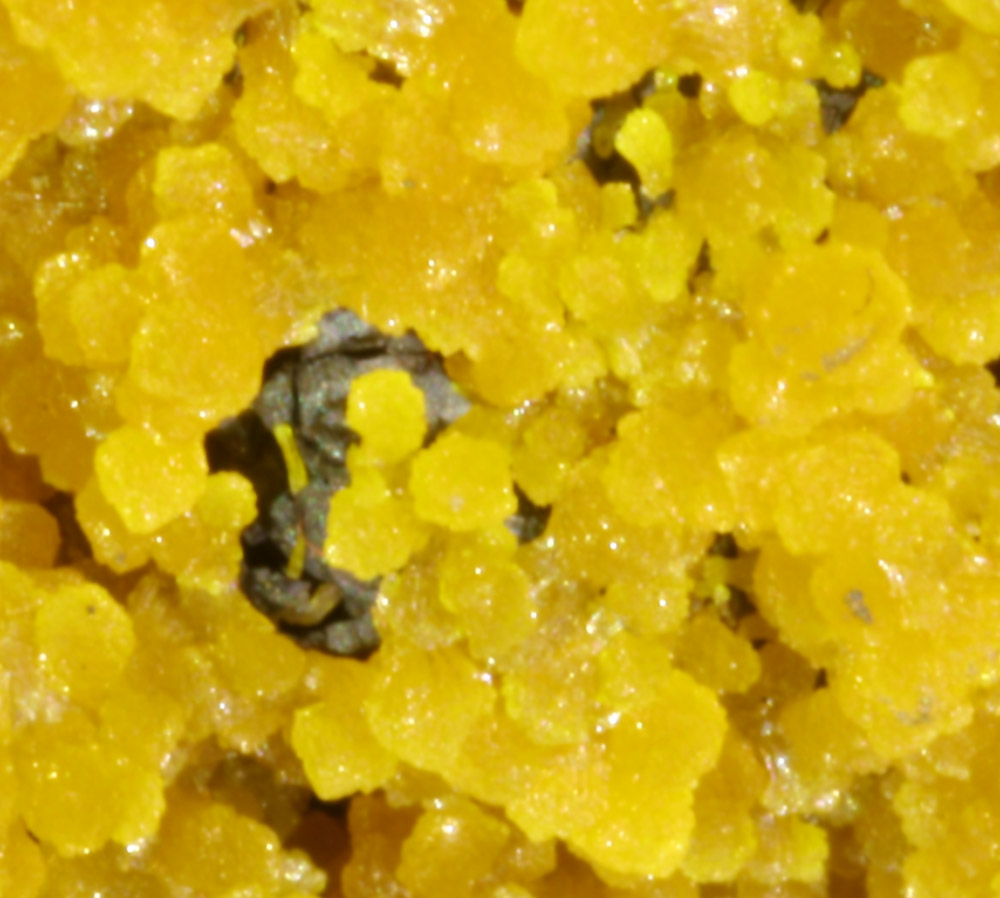 Mimetite & Wulfenite