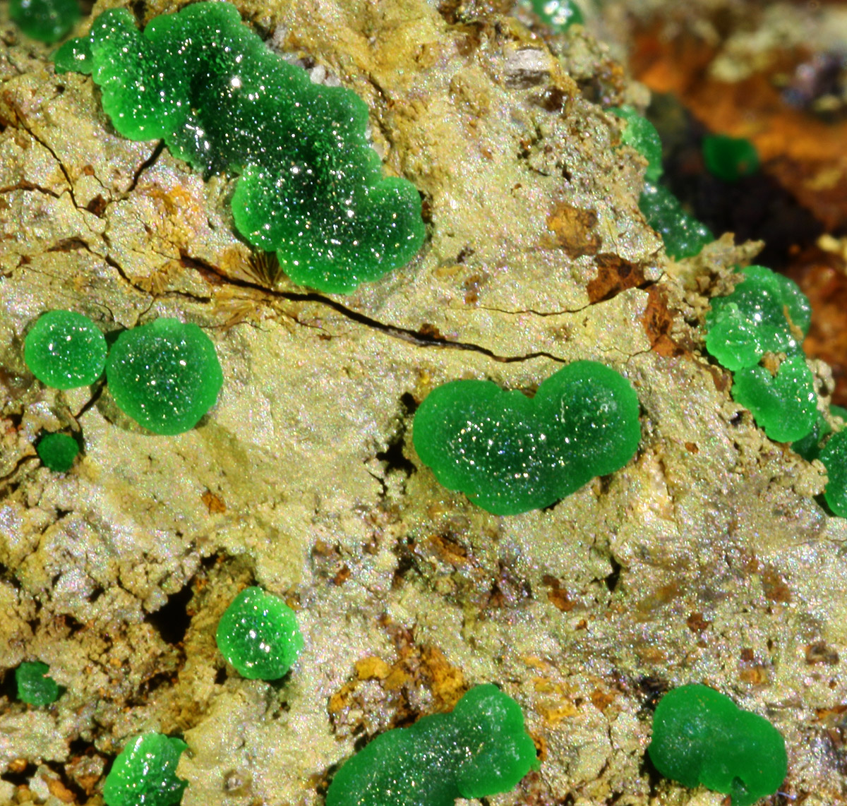 Conichalcite