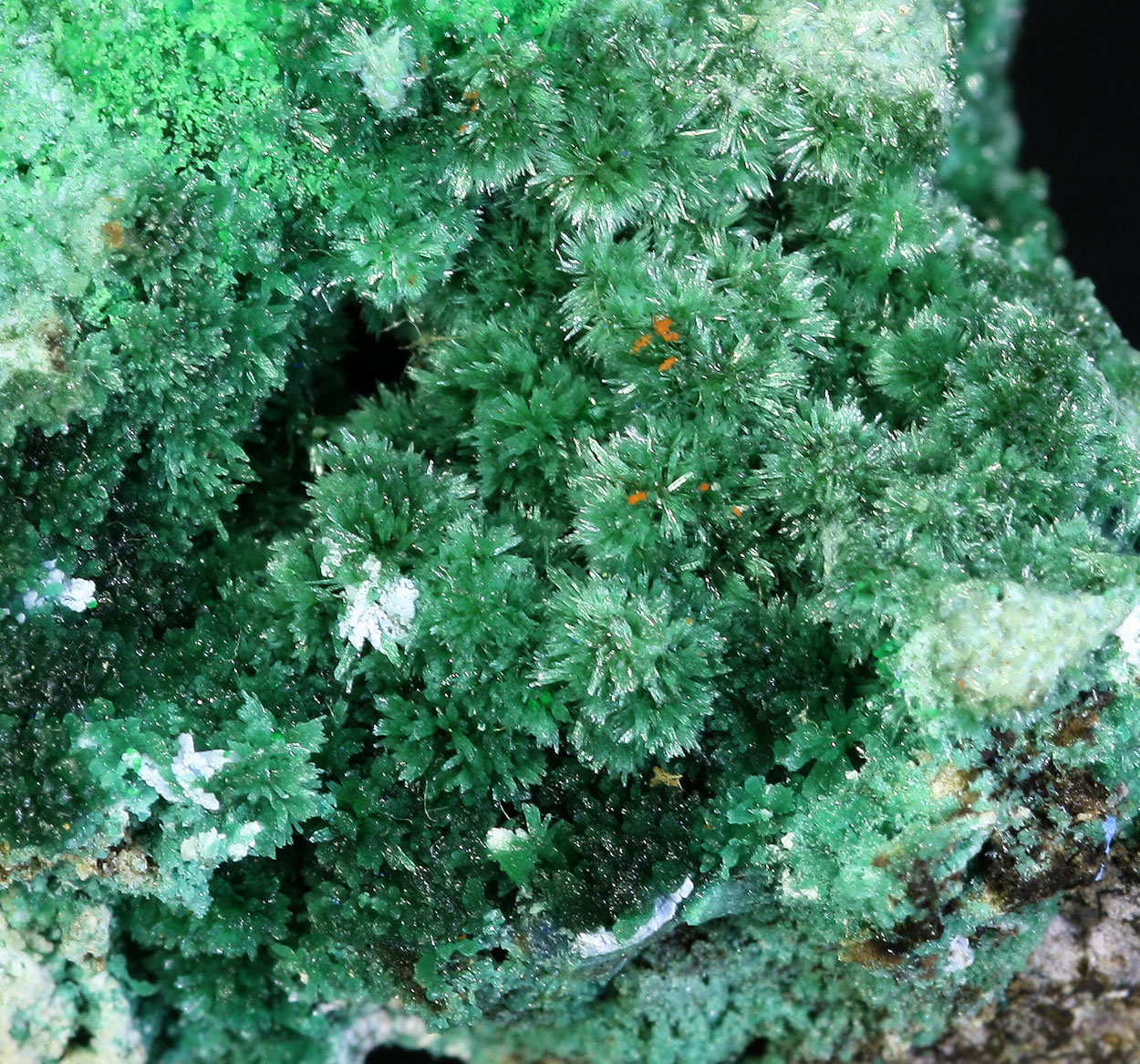 Olivenite Conichalcite & Azurite