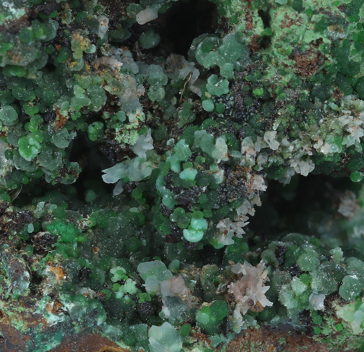 Olivenite & Conichalcite