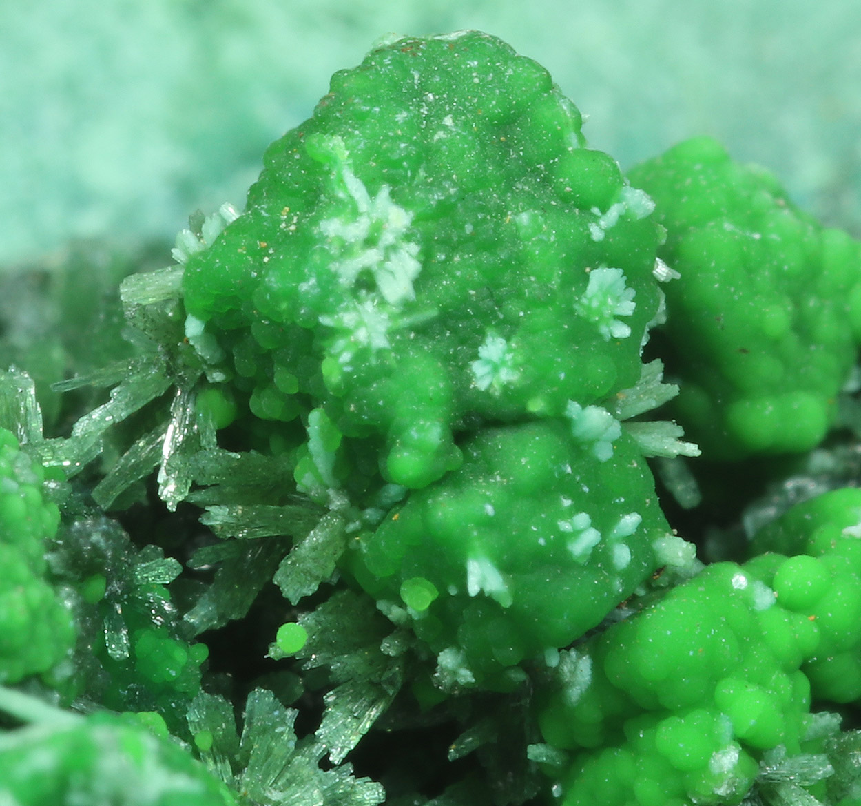 Olivenite & Conichalcite