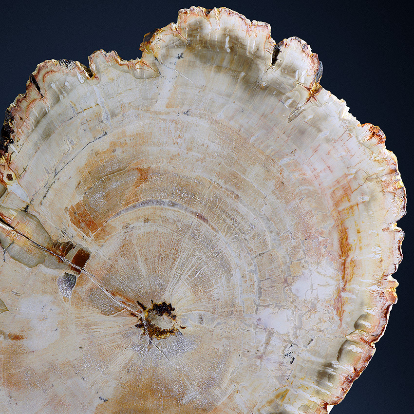 Petrified Wood