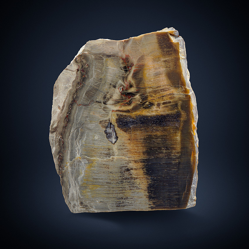 Petrified Wood