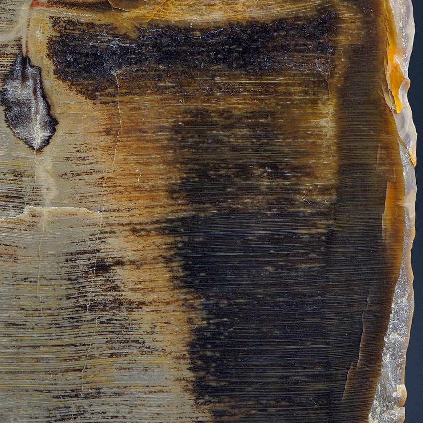 Petrified Wood