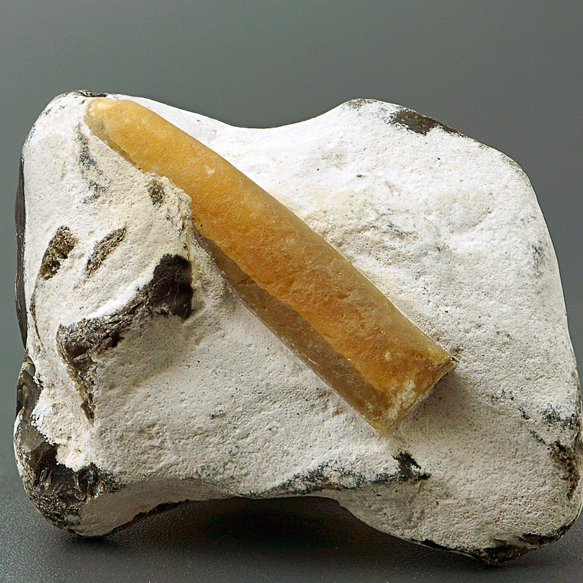 Belemnite Fossil In Flint