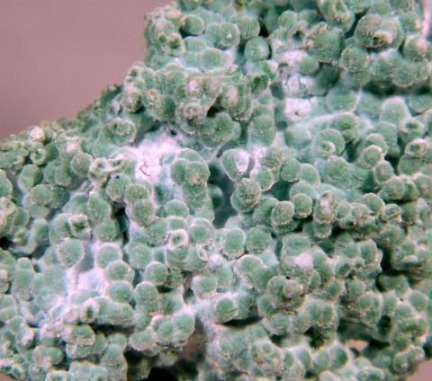 Conichalcite & Olivenite