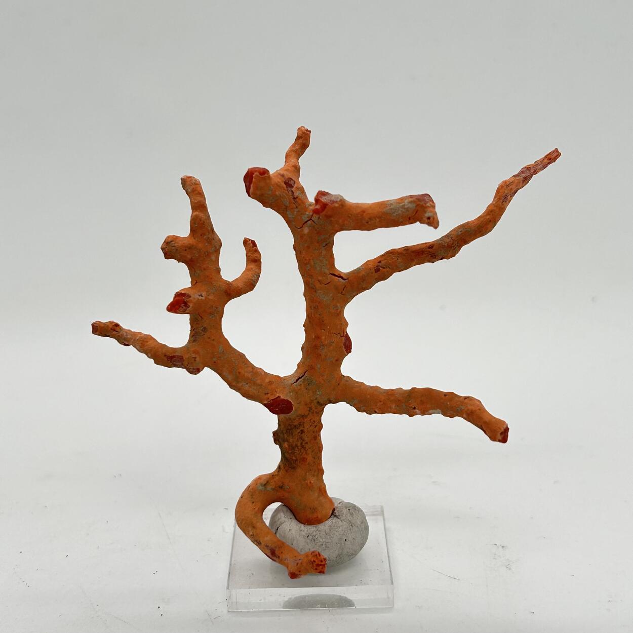 Agatized coral