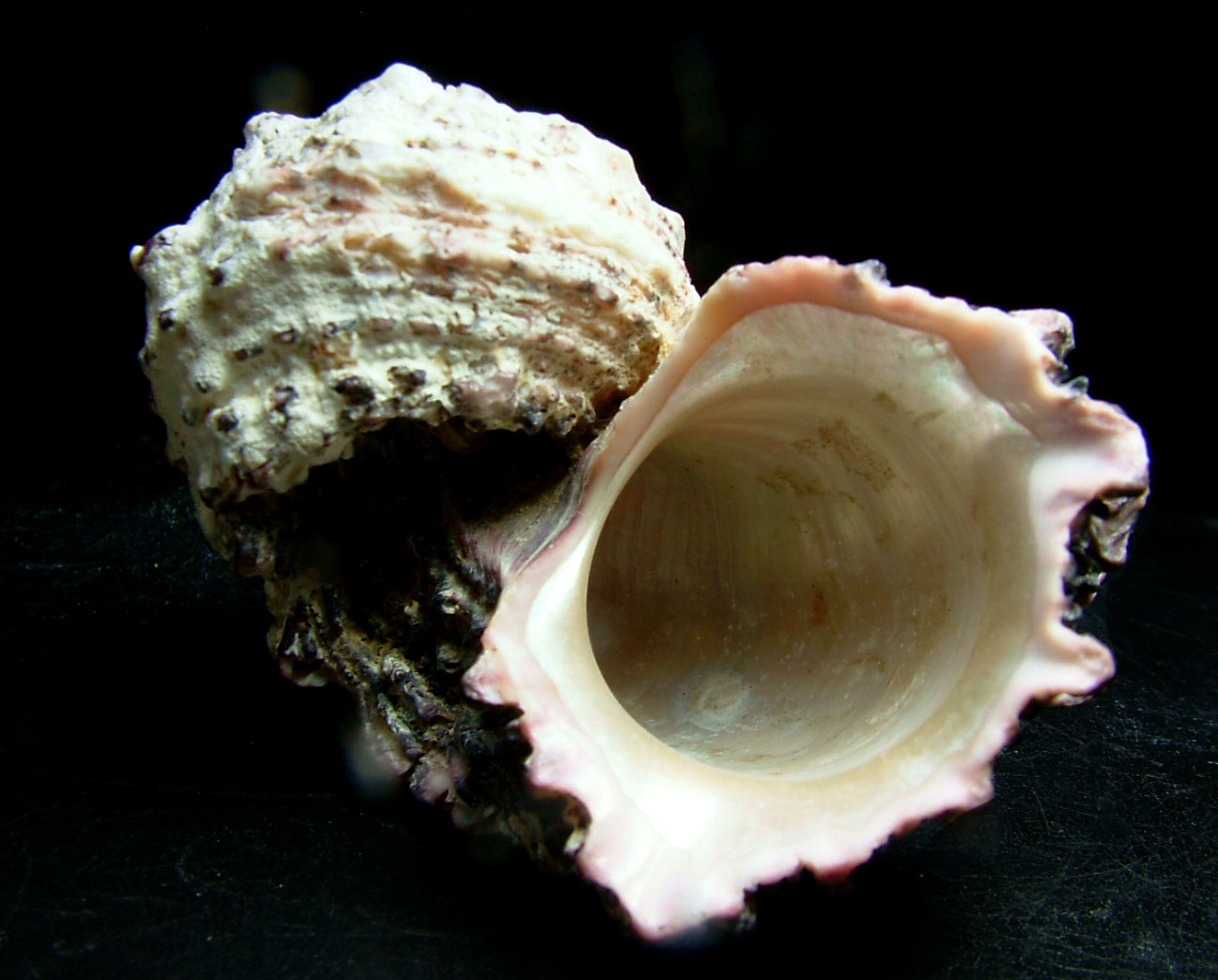 Rhodochrosite Psm Fossil Shell