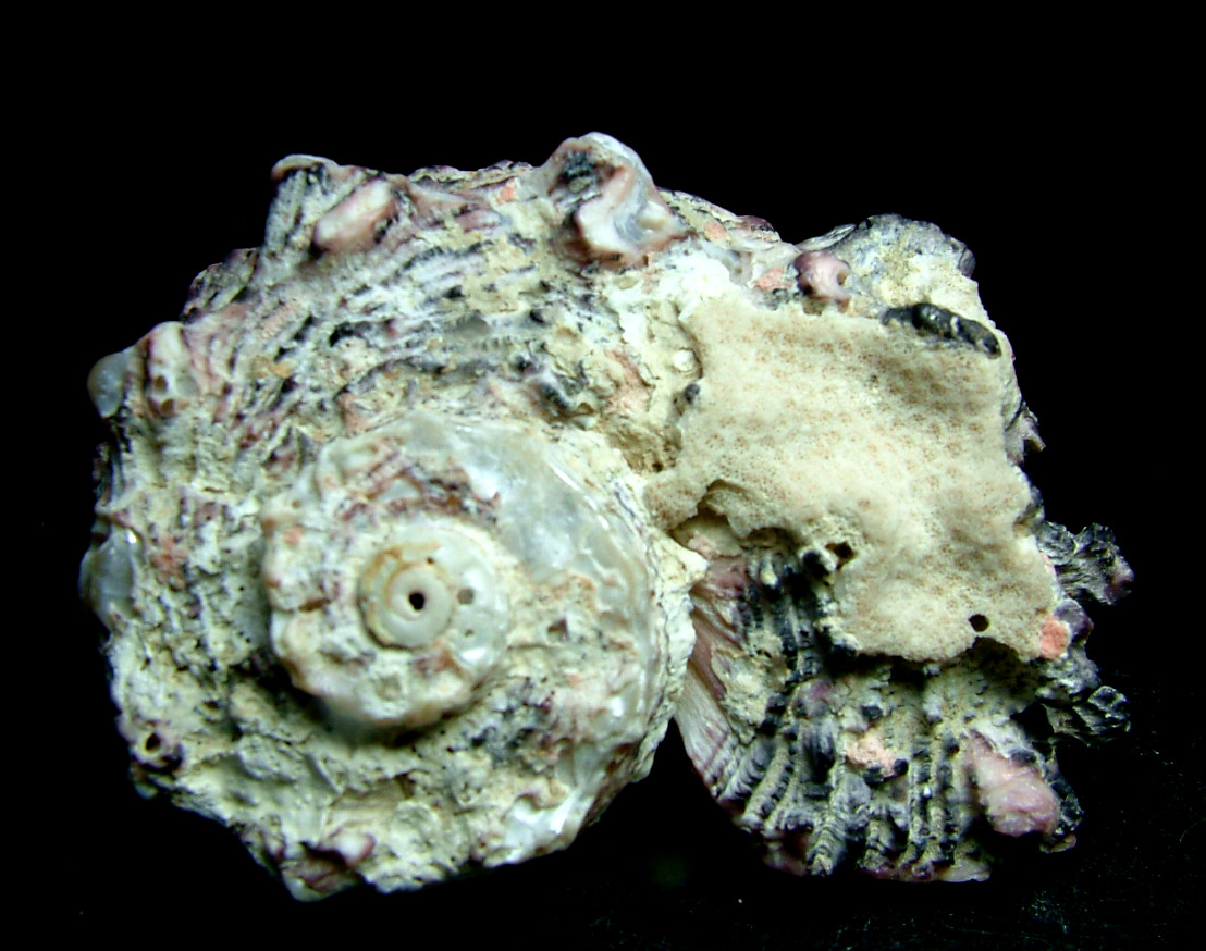 Rhodochrosite Psm Fossil Shell