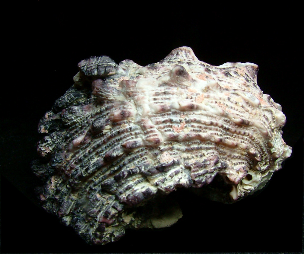 Rhodochrosite Psm Fossil Shell