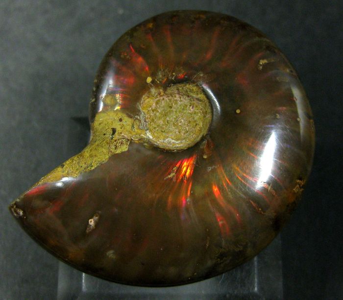 Ammolite