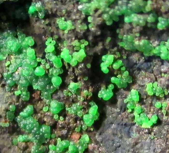 Olivenite Austinite Conichalcite Azurite & Chalcophanite