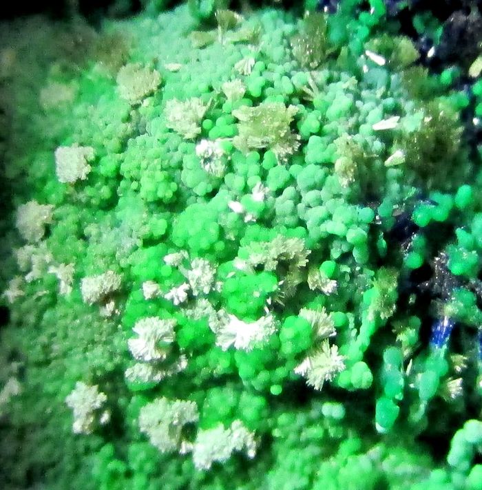 Olivenite Austinite Conichalcite Azurite & Chalcophanite