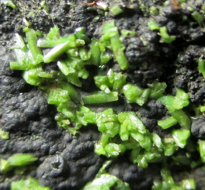 Pyromorphite