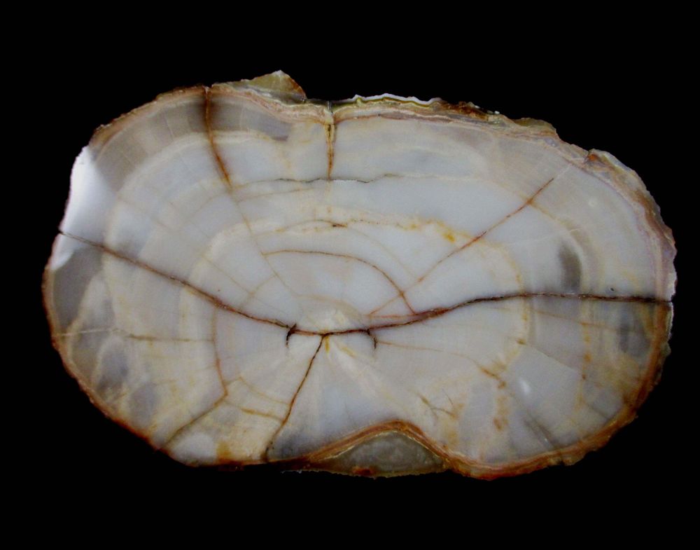 Opal Psm Fossil Wood