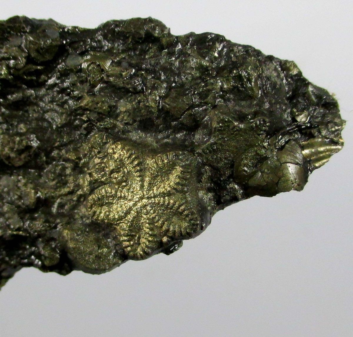 Pyrite Psm Fossil Crinoid & Ammonite