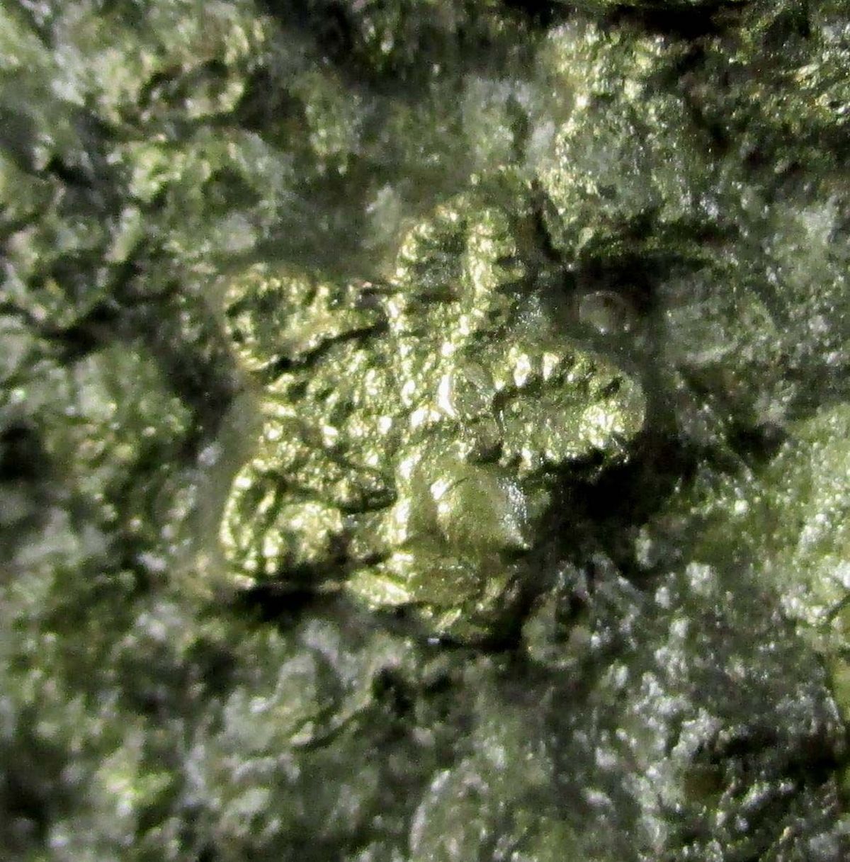 Pyrite Psm Fossil Crinoid & Ammonite