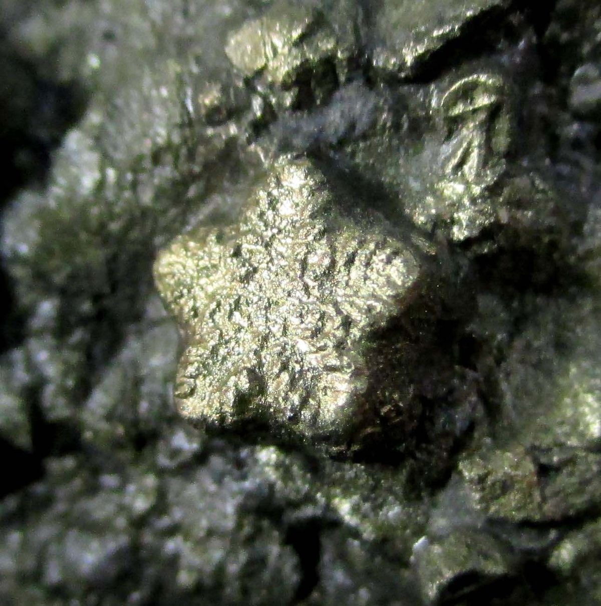 Pyrite Psm Fossil Crinoid & Ammonite